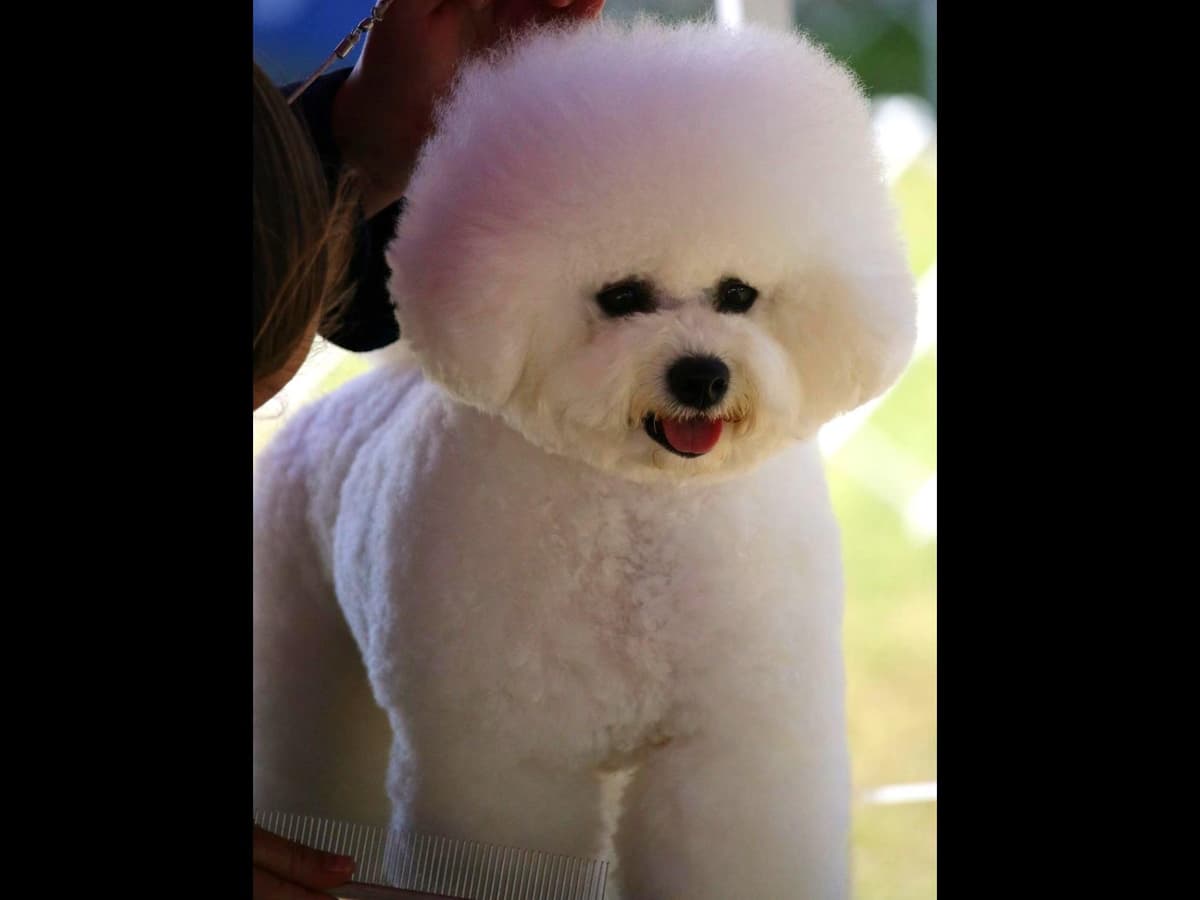 Bichon Frise Puppies breeder image 6