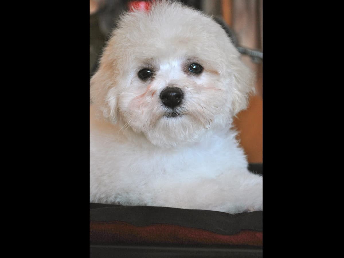 Bichon Frise Puppies breeder image 7