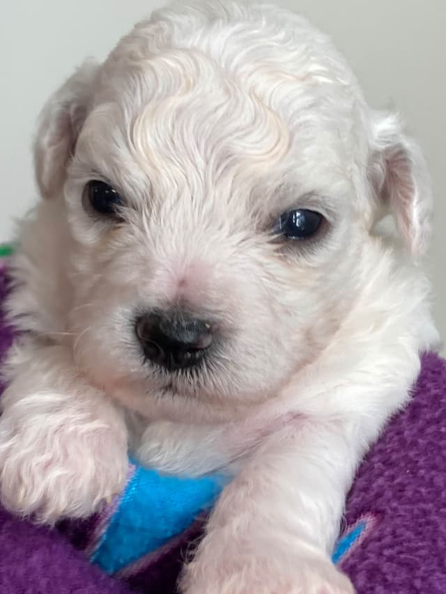 Bichon Frise Puppies media 6
