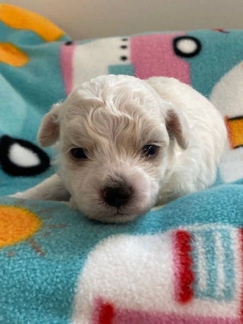 Bichon Frise Puppies media 3