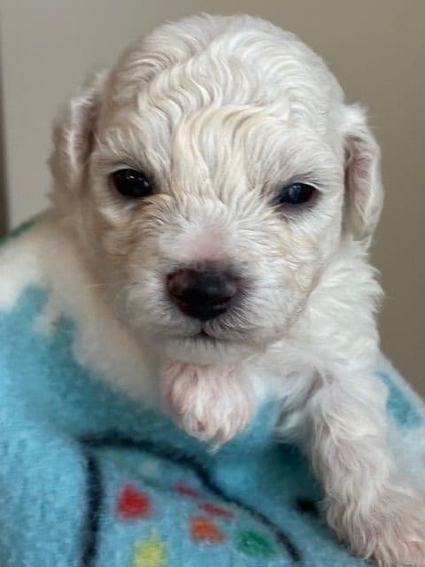 Bichon Frise Puppies media 4