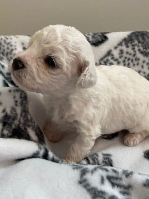 Bichon Frise Puppies media 5