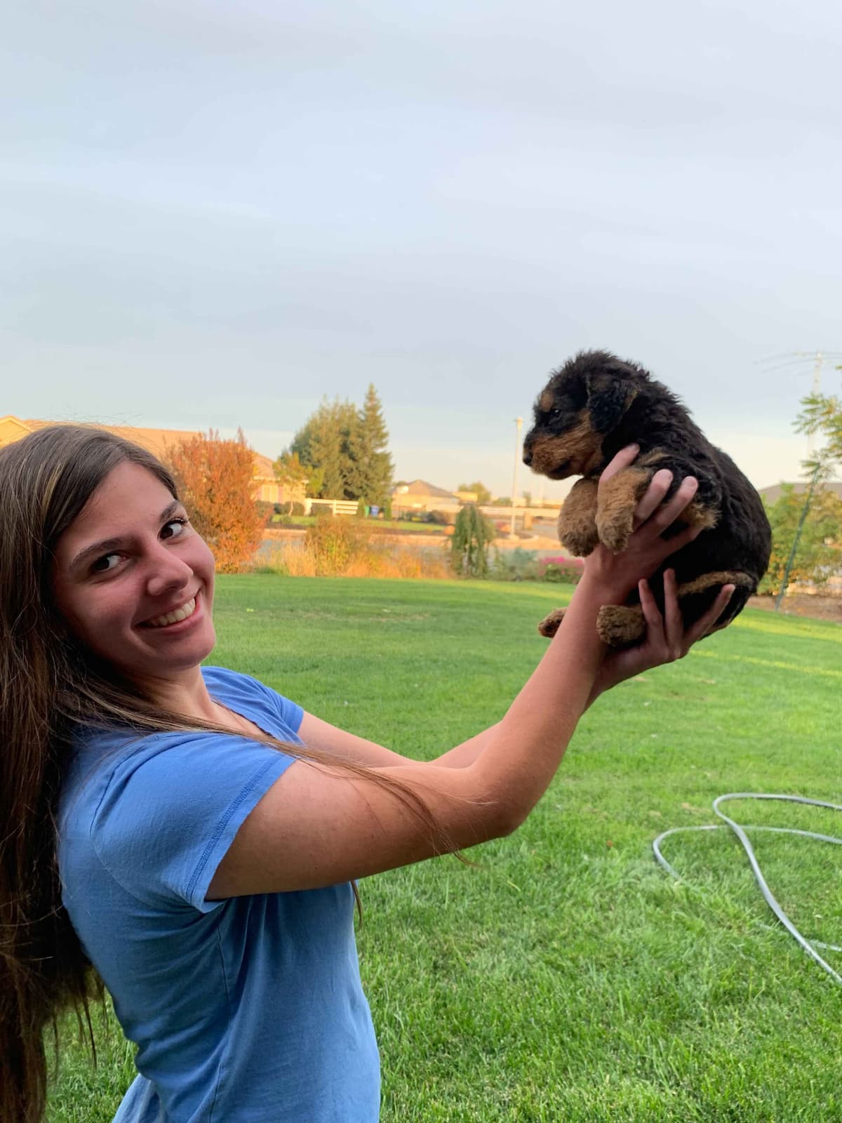 Airedale Terrier Puppies breeder image 4