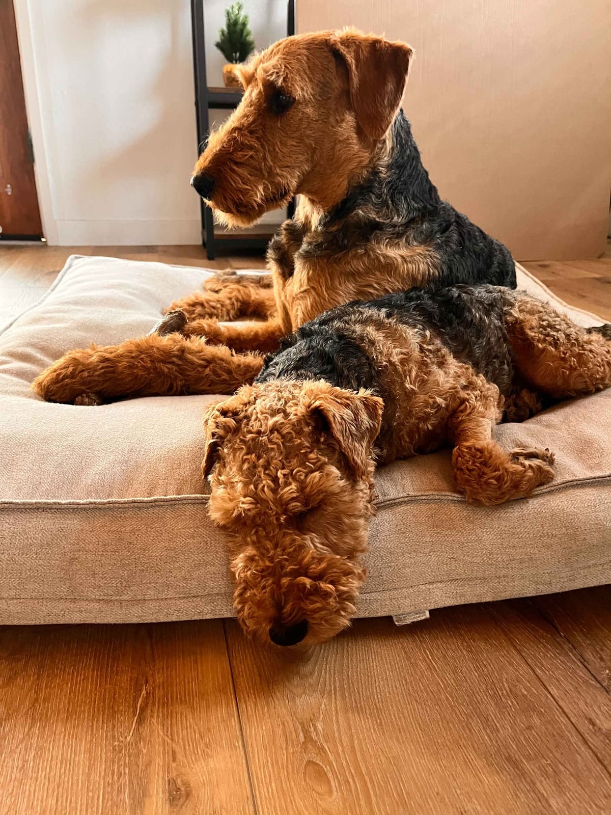 Airedale Terrier Puppies breeder image 7