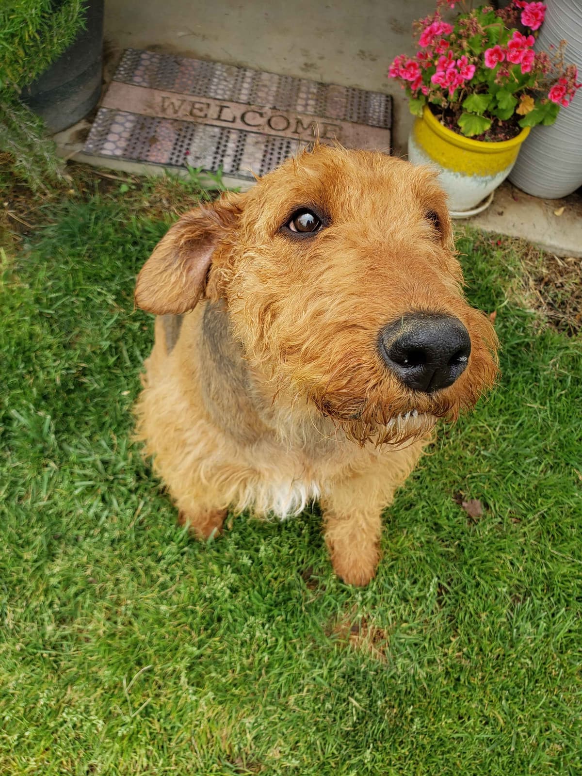 Airedale Terrier Puppies breeder image 8