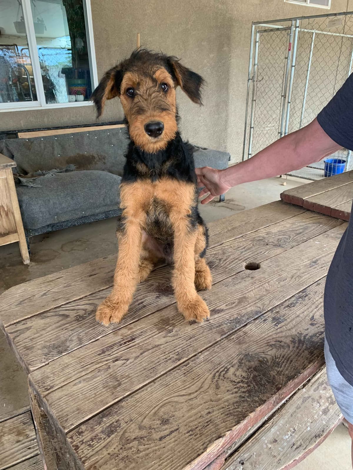 Airedale Terrier Puppies breeder image 9