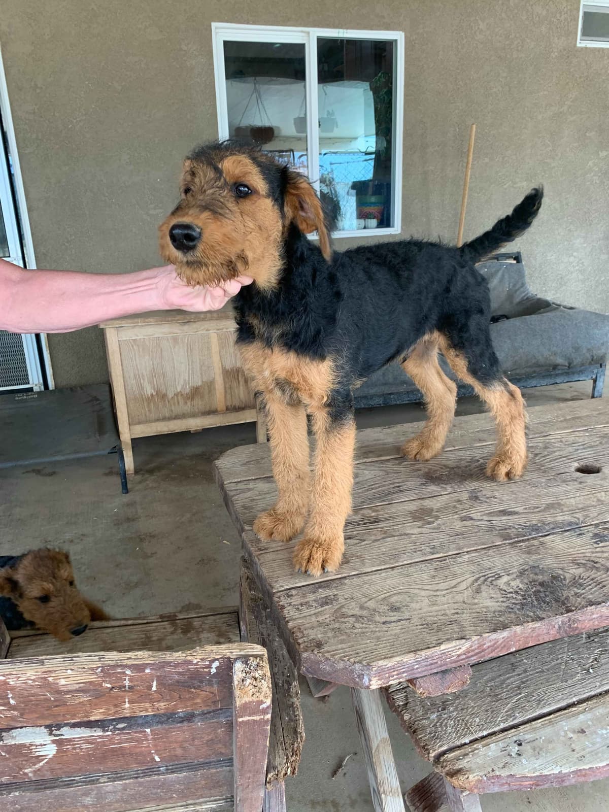 Airedale Terrier Puppies breeder image 10