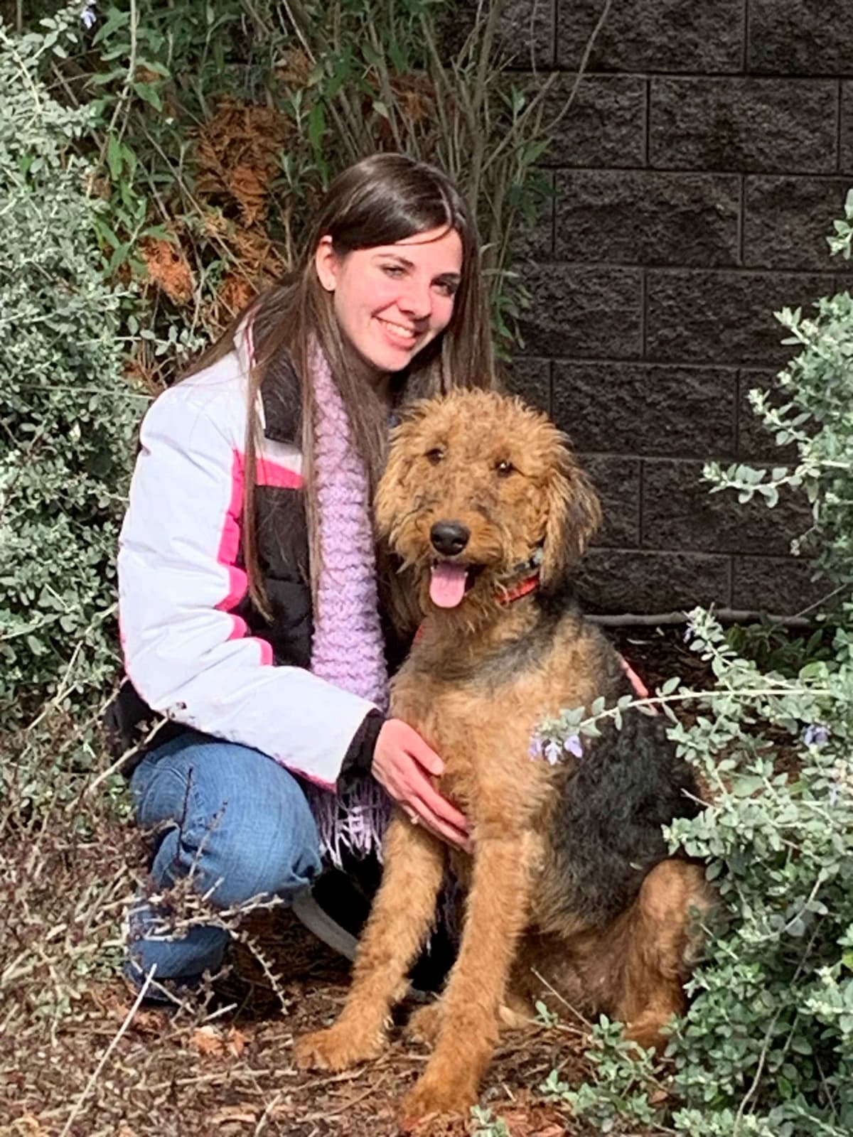 Airedale Terrier Puppies breeder image 12