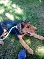 Airedale Terrier Puppies breeder image 3