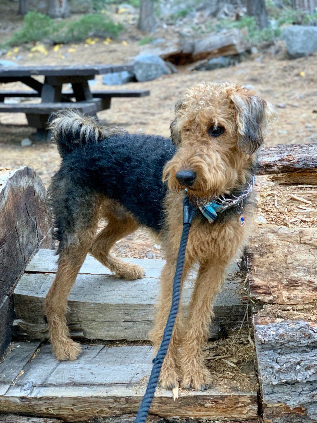 Airedale Terrier Puppies breeder image 14