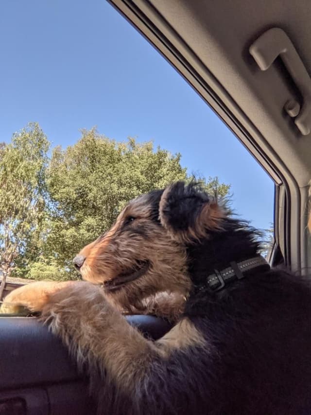 Airedale Terrier Puppies media 2