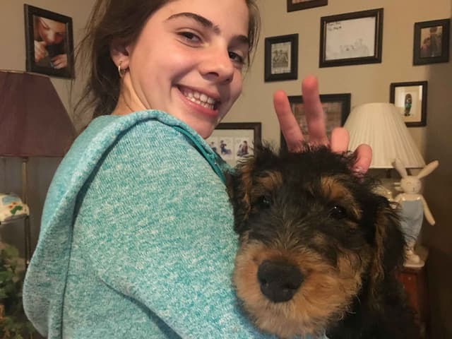 Airedale Terrier Puppies media 3