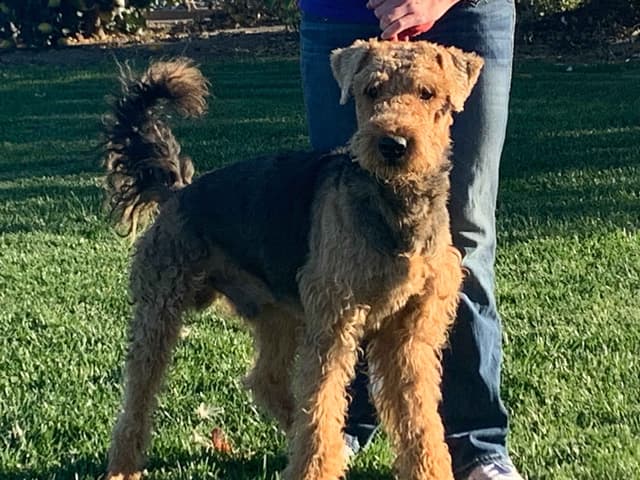 Airedale Terrier Puppies media 5