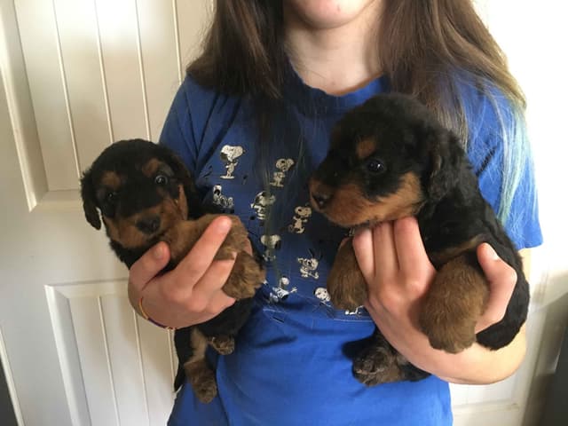 Airedale Terrier Puppies media 6