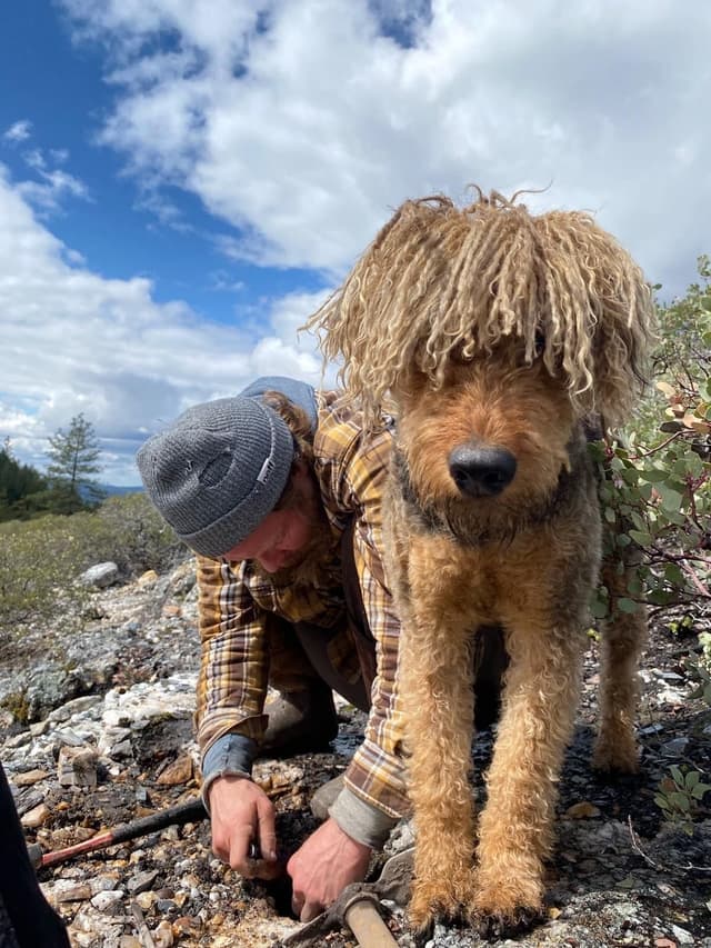 Airedale Terrier Puppies media 7