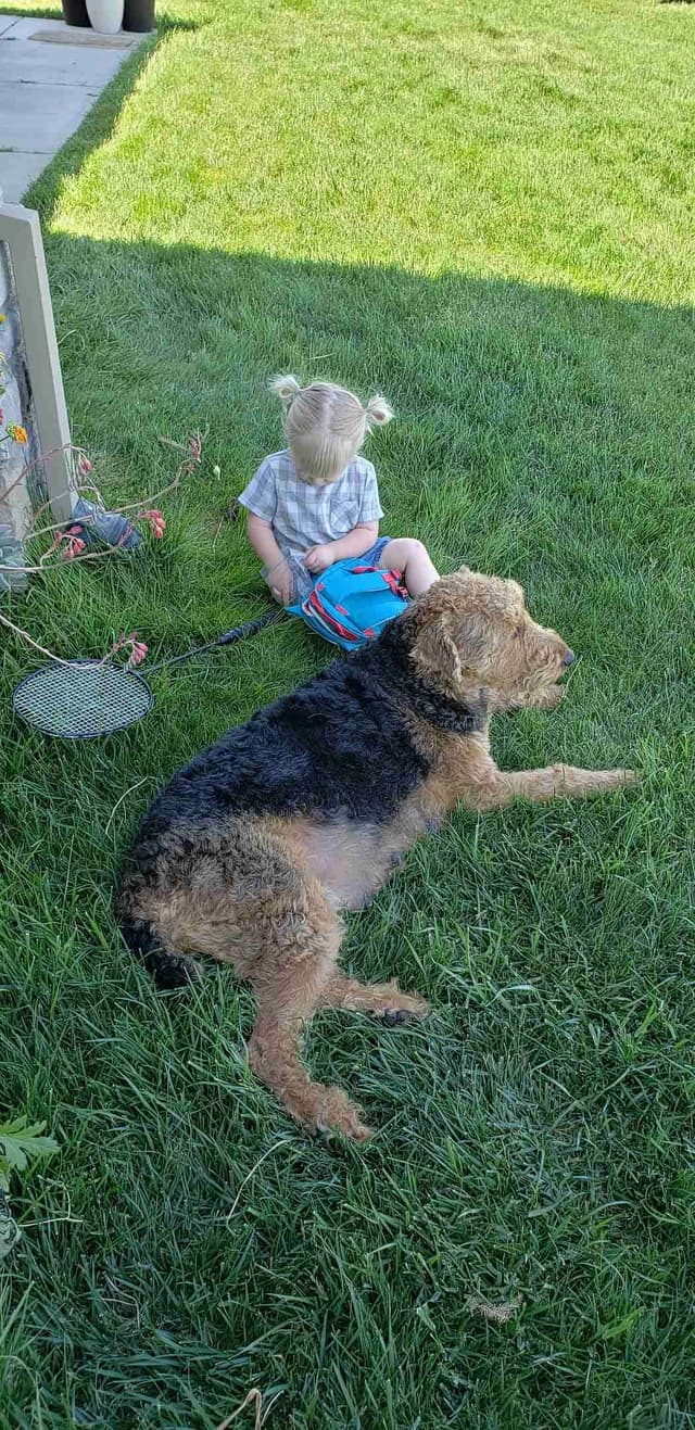 Airedale Terrier Puppies media 9