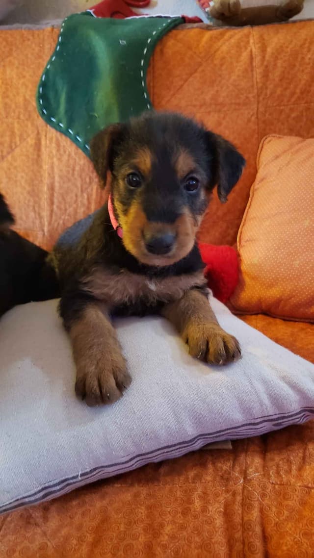 Airedale Terrier Puppies media 10