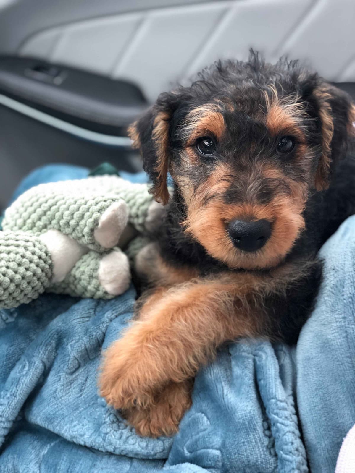 Airedale Terrier Puppies breeder image 2
