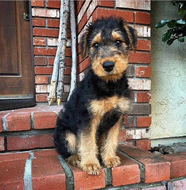 Airedale Terrier Puppies breeder image 1
