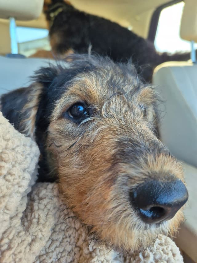 Airedale Terrier Puppies media 2