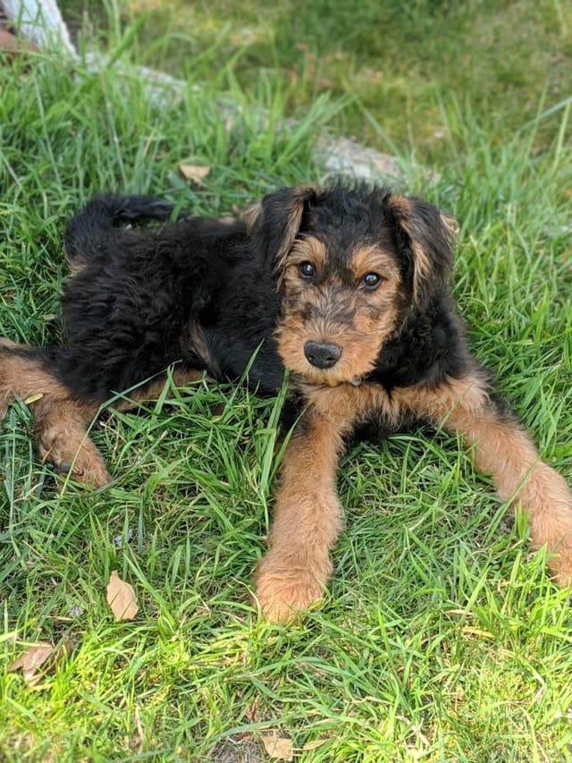 Airedale Terrier Puppies media 4