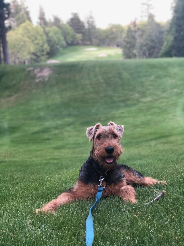 Airedale Terrier Puppies media 5