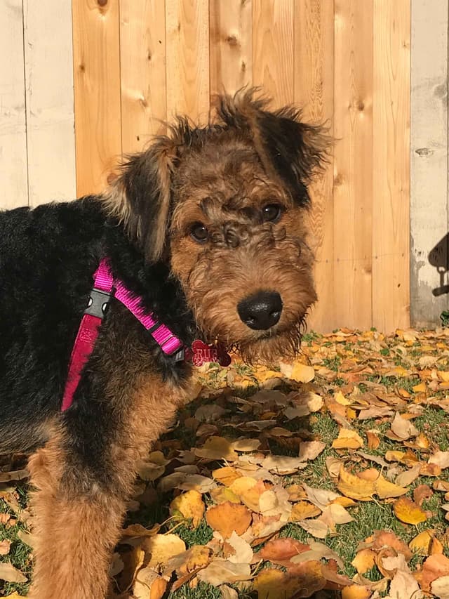 Airedale Terrier Puppies media 7