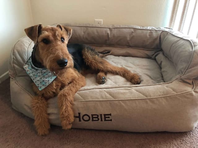 Airedale Terrier Puppies media 8