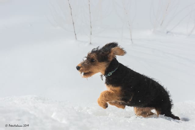 Airedale Terrier Puppies media 9