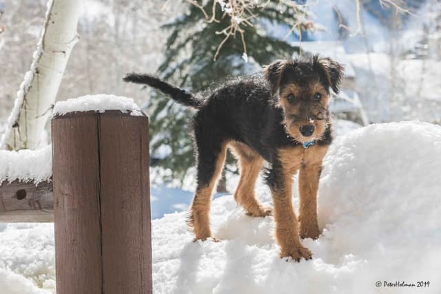 Airedale Terrier Puppies media 10