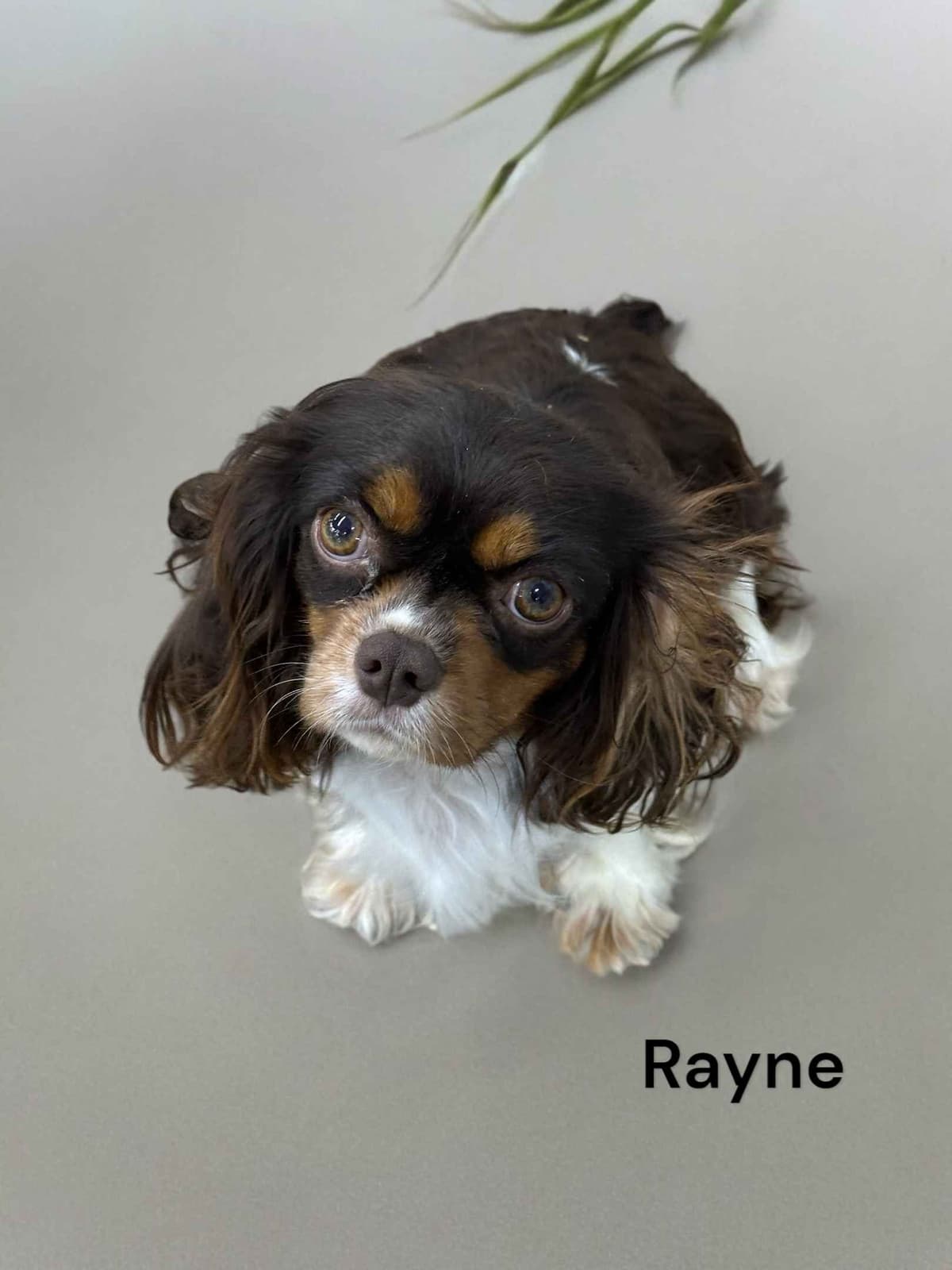 Cavalier King Charles Spaniel Puppies breeder image 1