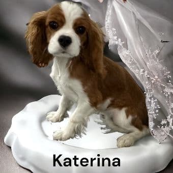 Cavalier King Charles Spaniel Puppies breeder image 2