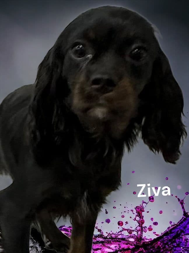 Cavalier King Charles Spaniel Puppies breeder image 3