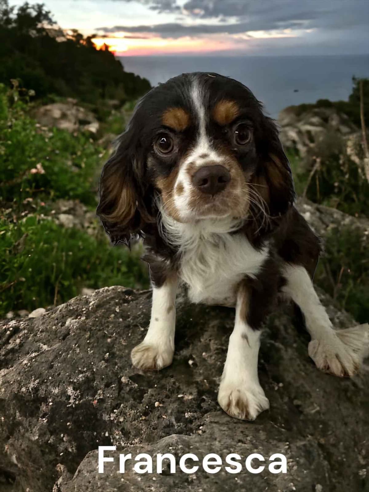 Cavalier King Charles Spaniel Puppies breeder image 4