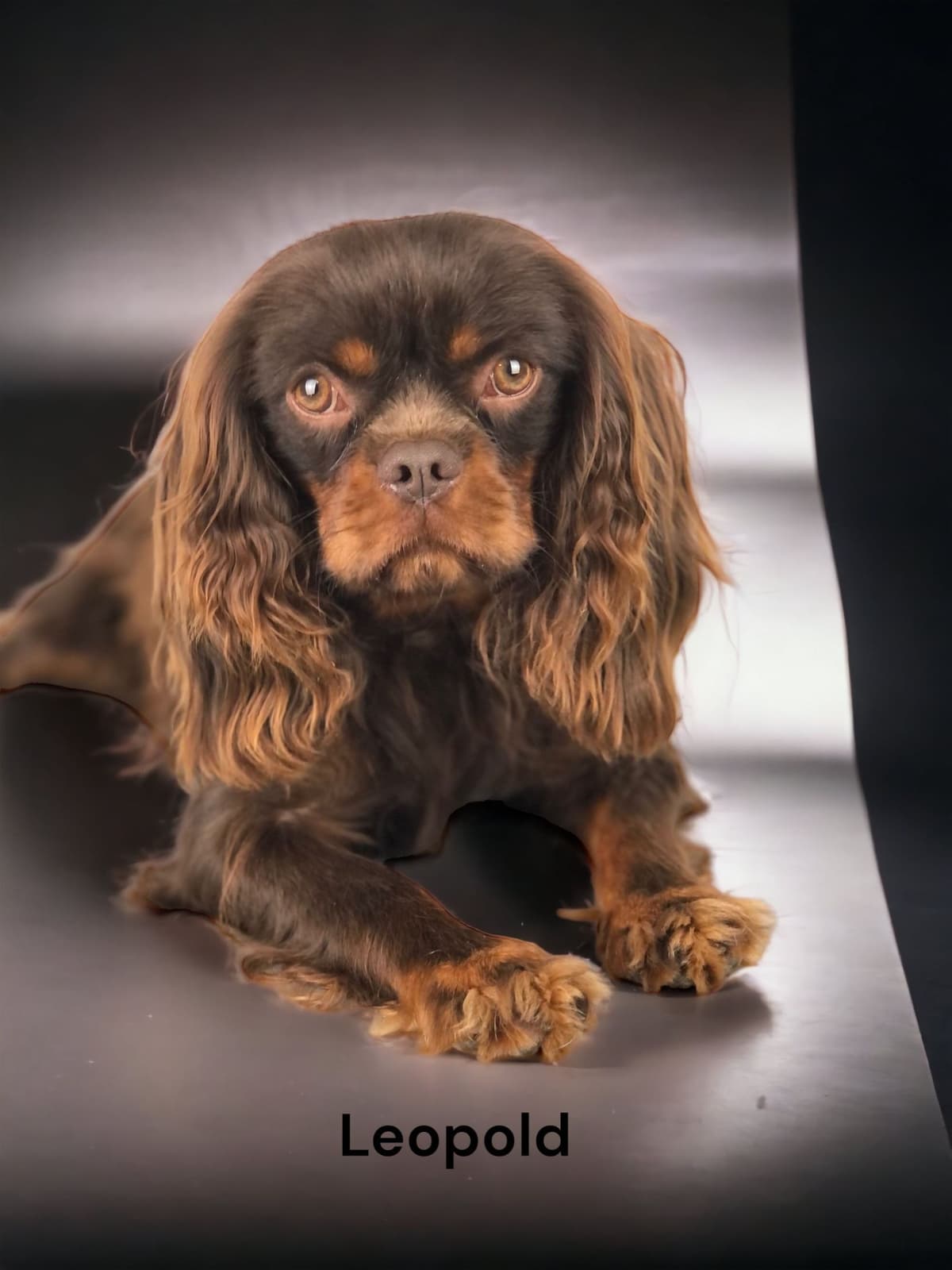 Cavalier King Charles Spaniel Puppies breeder image 5