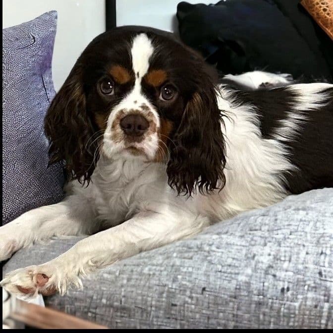 Cavalier King Charles Spaniel Puppies breeder image 6