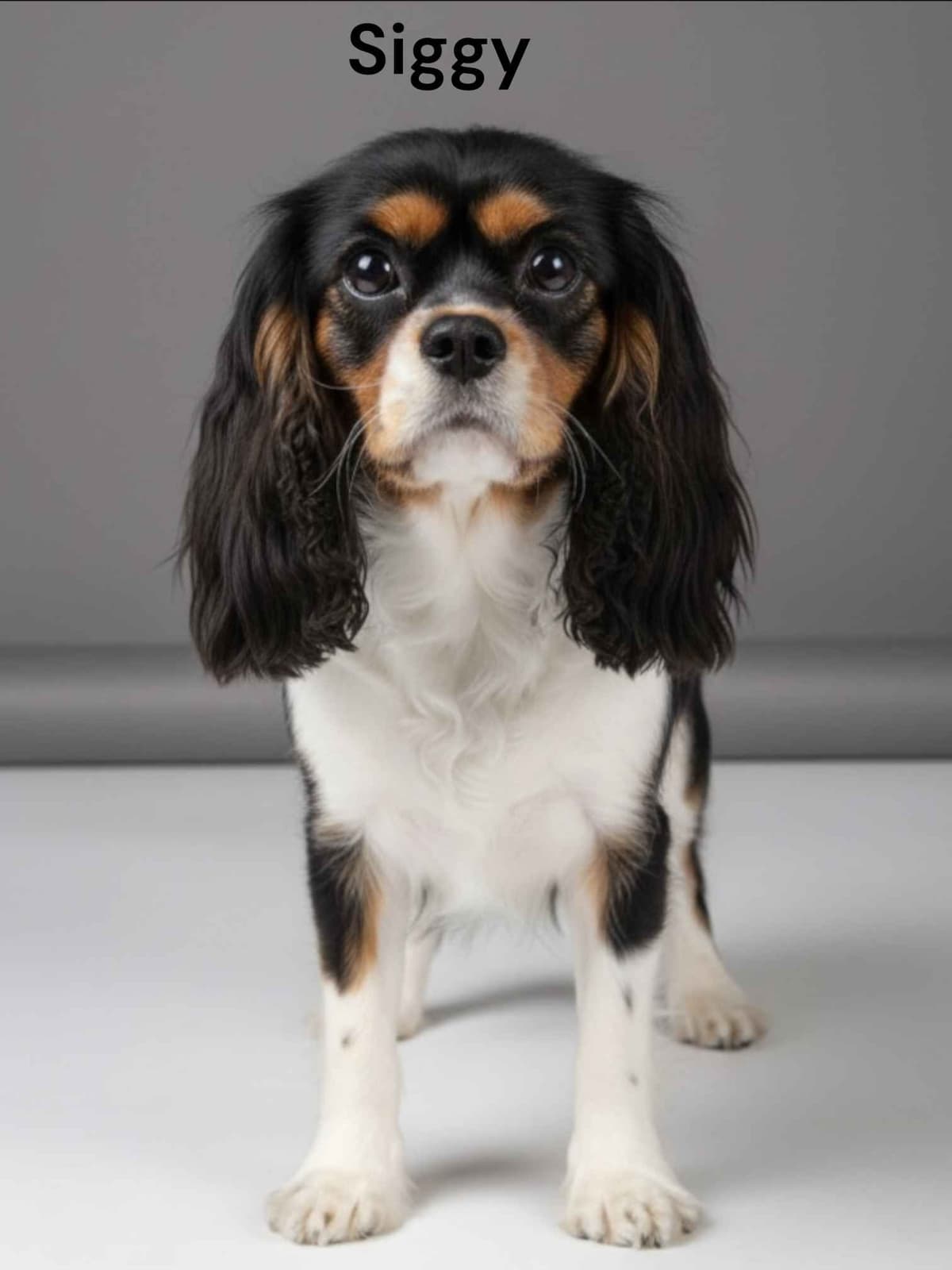 Cavalier King Charles Spaniel Puppies breeder image 10
