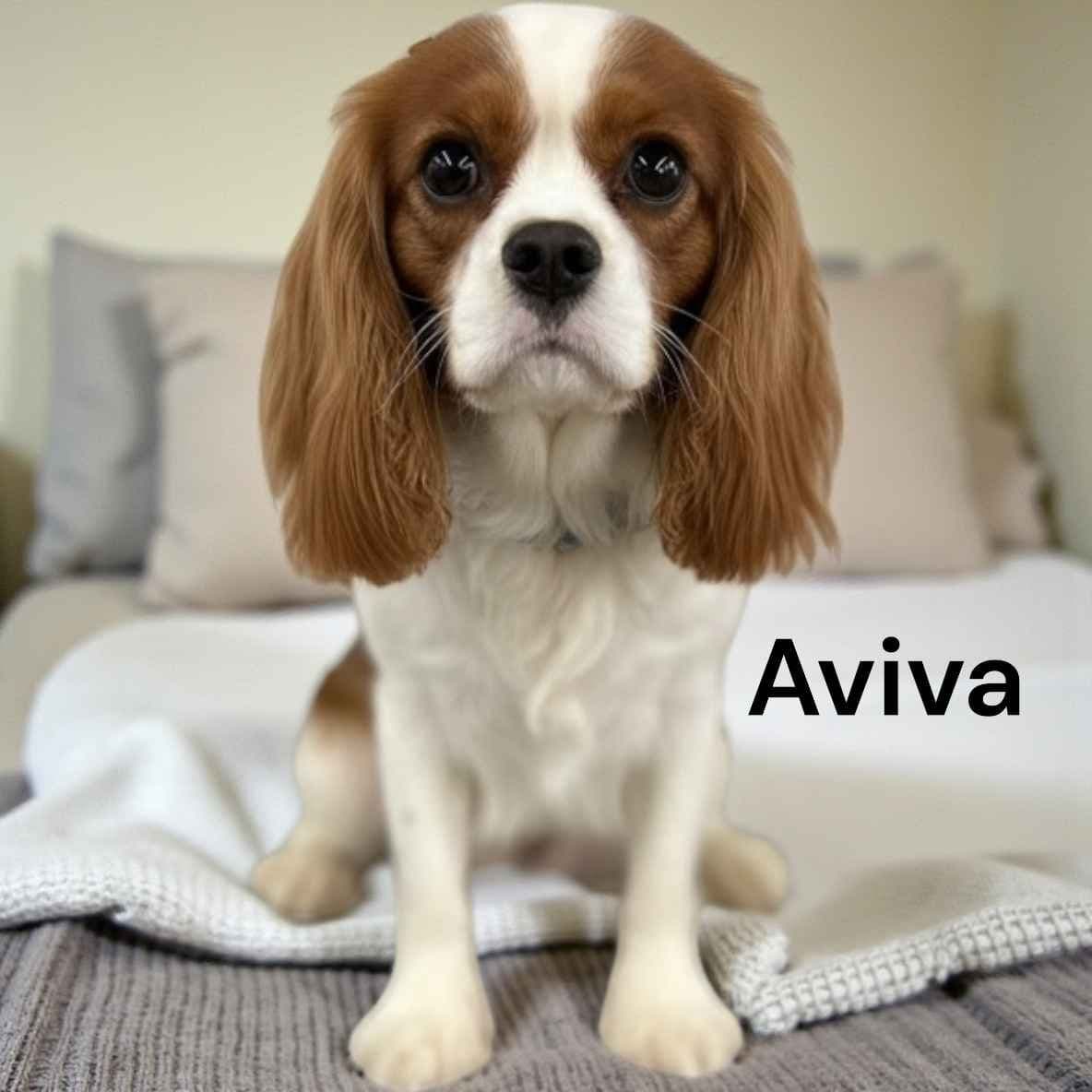 Cavalier King Charles Spaniel Puppies breeder image 11