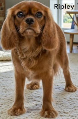 Cavalier King Charles Spaniel Puppies breeder image 12