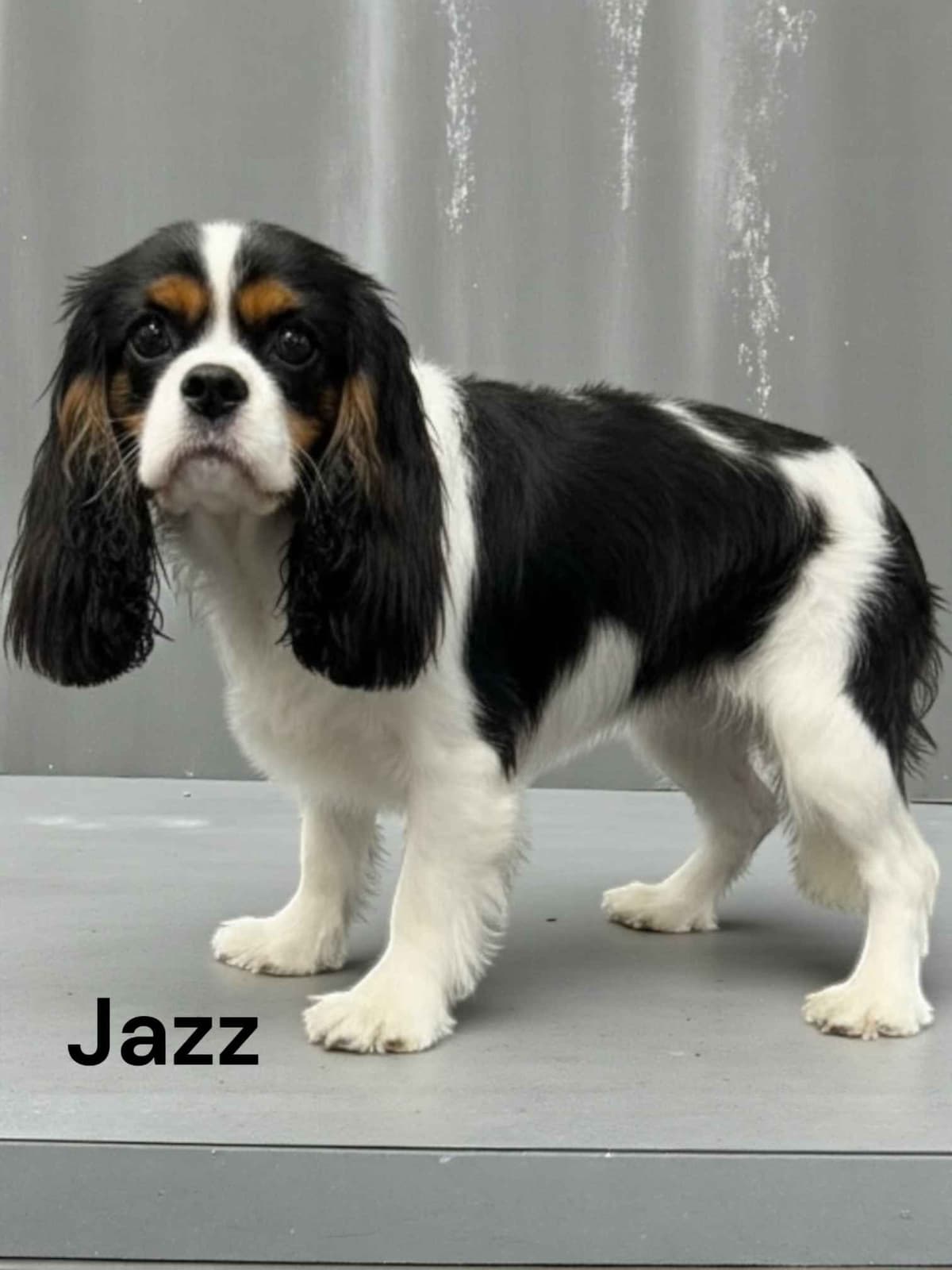 Cavalier King Charles Spaniel Puppies breeder image 13