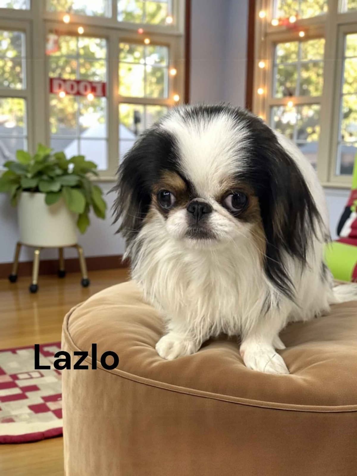 Cavalier King Charles Spaniel Puppies breeder image 17