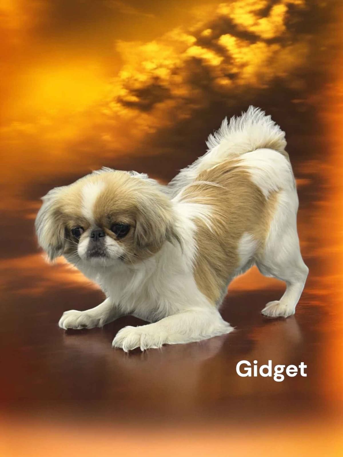 Cavalier King Charles Spaniel Puppies breeder image 18