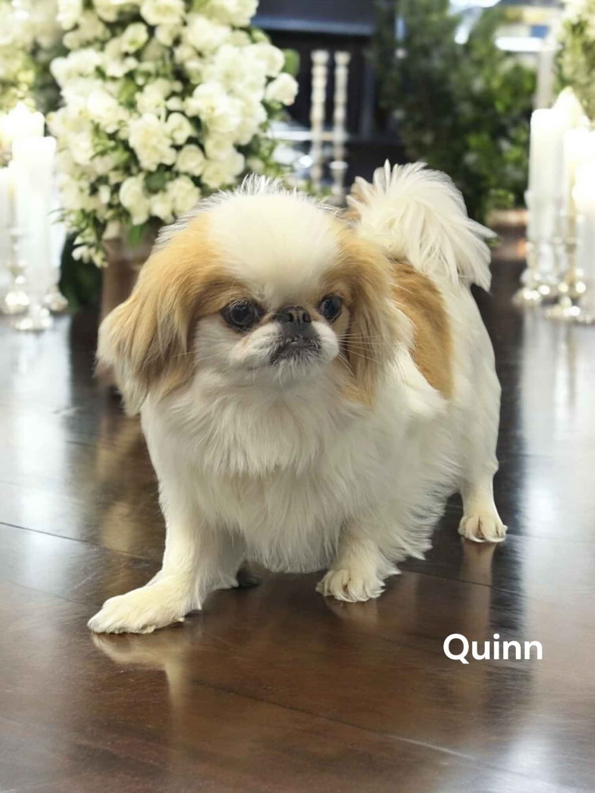 Cavalier King Charles Spaniel Puppies breeder image 19