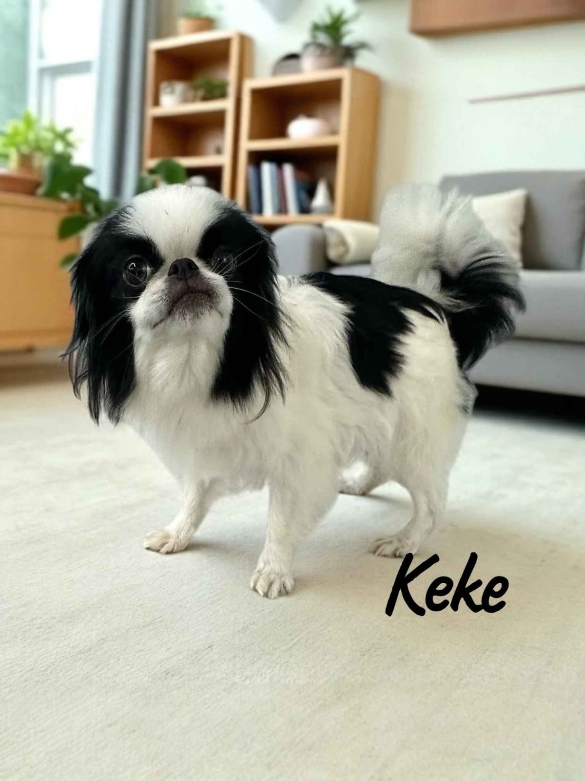 Cavalier King Charles Spaniel Puppies breeder image 22