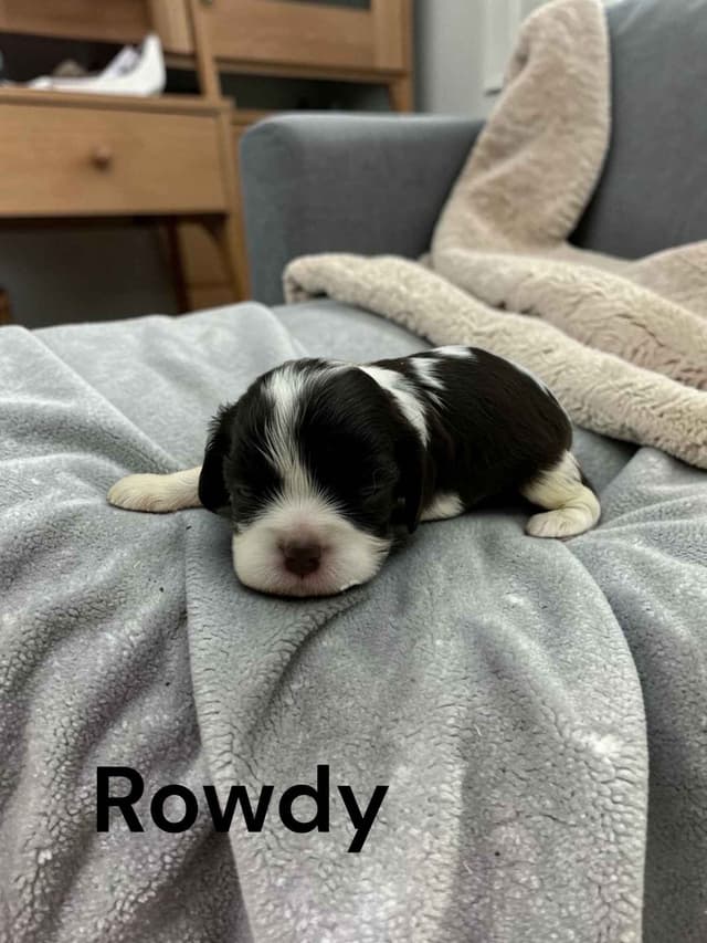 Cavalier King Charles Spaniel Puppies media 3