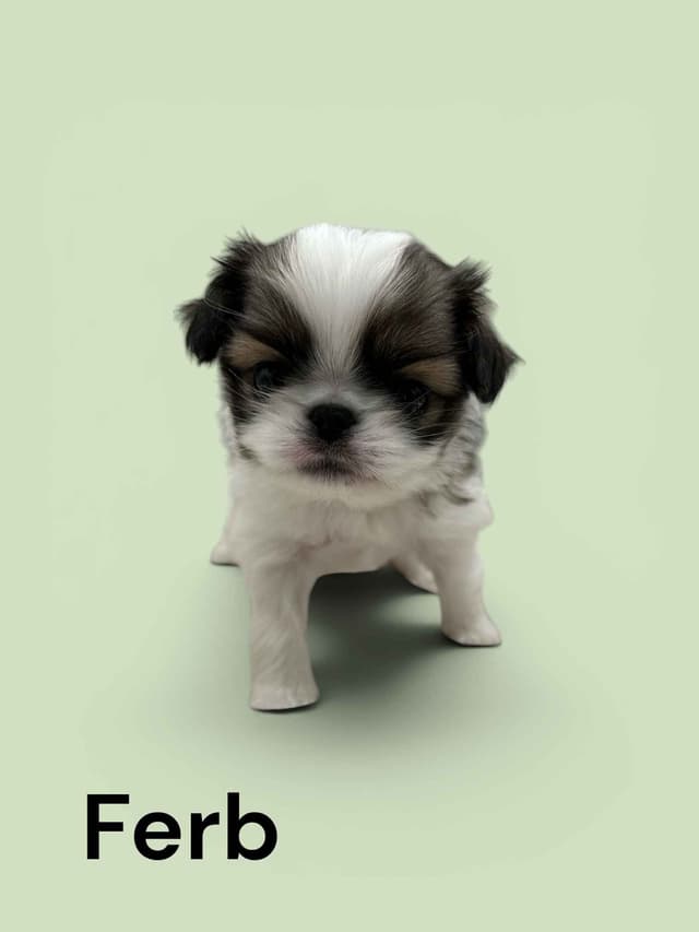 Japanese Chin Puppies media 3