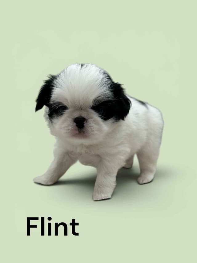 Japanese Chin Puppies media 4