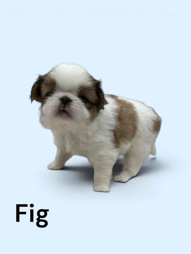Japanese Chin Puppies media 5
