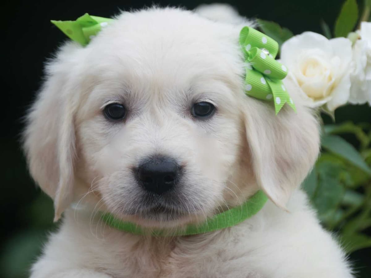 English Cream Golden Retriever Puppies breeder image 4