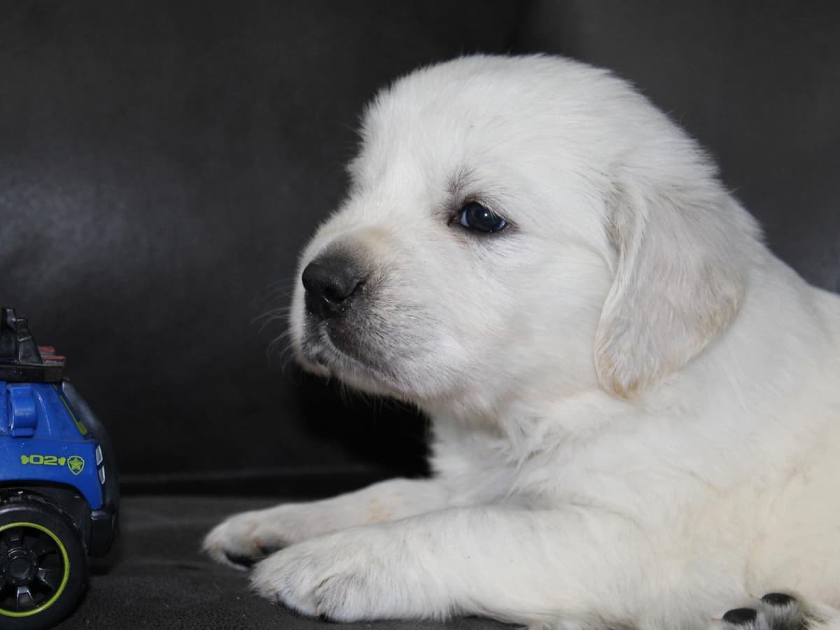 English Cream Golden Retriever Puppies breeder image 5